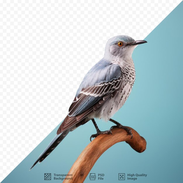PSD un pájaro está de pie en una rama con un fondo azul.