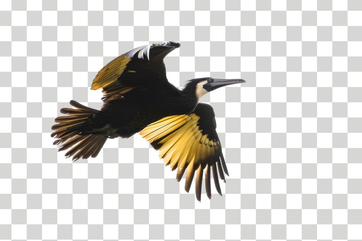 un pájaro volando en el aire con un fondo a cuadros
