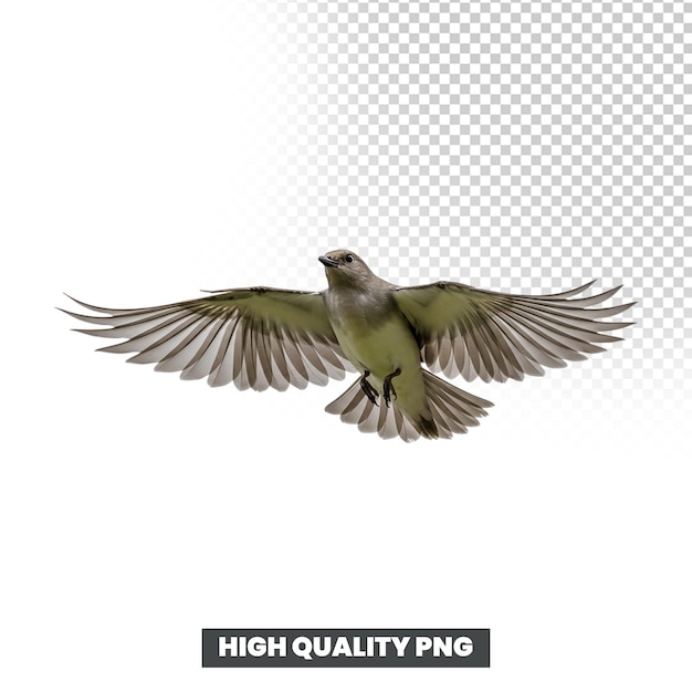 Pájaro en vuelo con las alas extendidas