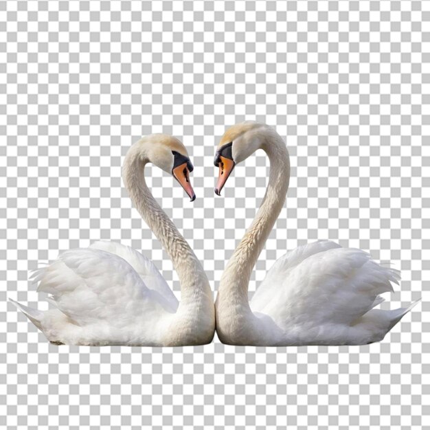 Los pájaros cisnes