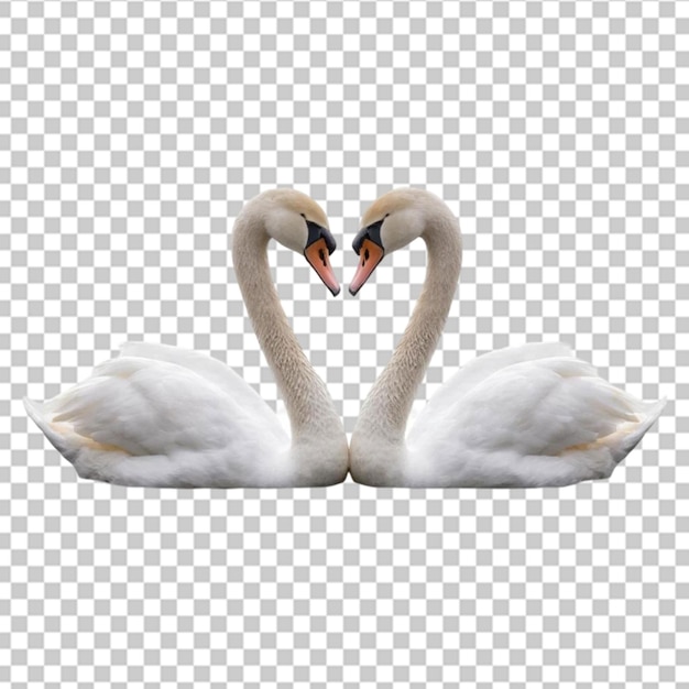 Los pájaros cisnes