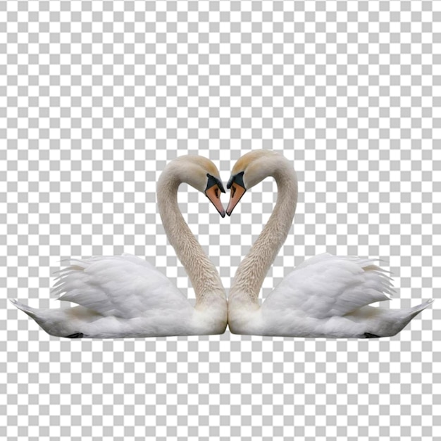 Los pájaros cisnes