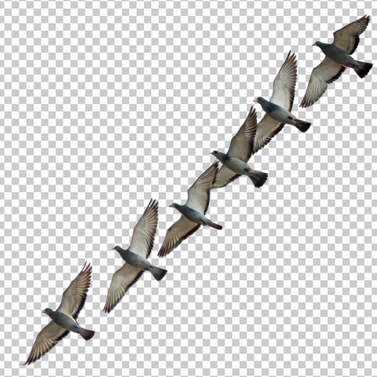 PSD pájaros voladores palomas