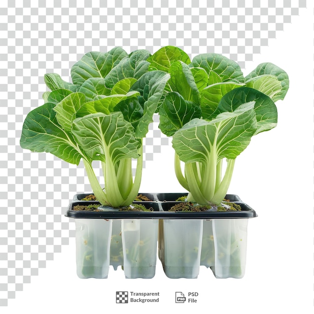 Pak Choy em hidroponia com fundo transparente