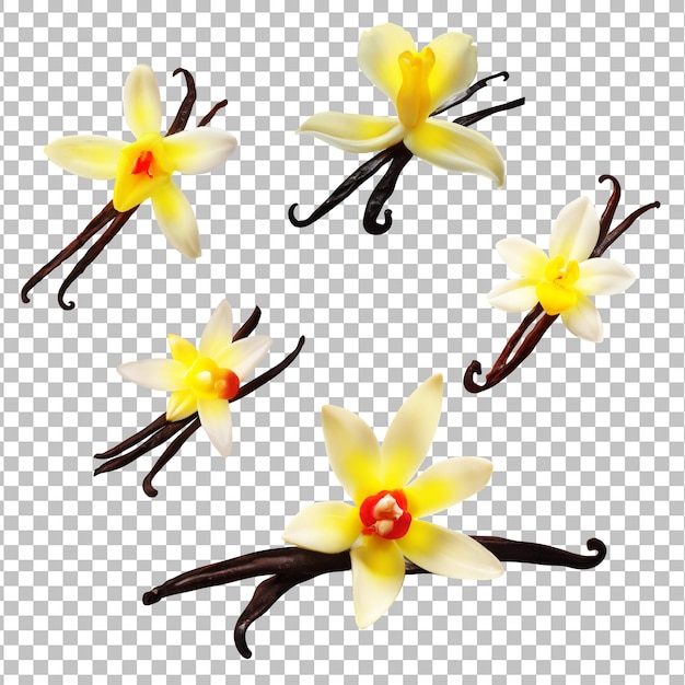 Palitos de baunilha PSD com flores isoladas em uma camada alfa