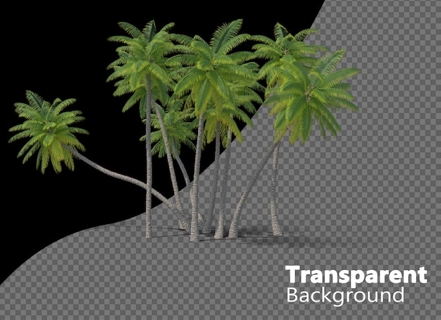 Palm tree isolated on a transparent background
