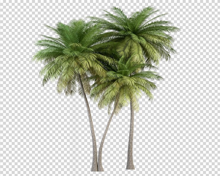 Palma de coco en renderizado 3d aislado