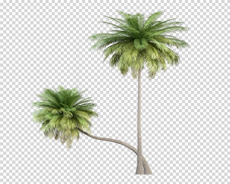 Palma de coco en renderizado 3d aislado