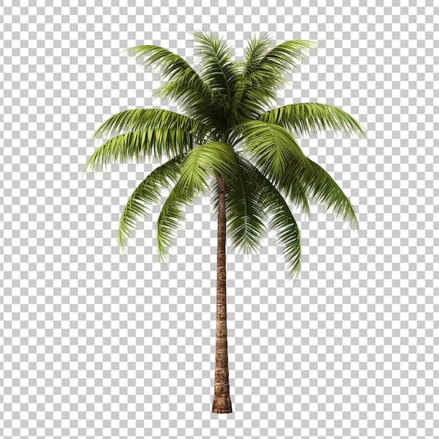 PSD palma de coco en renderizado 3d