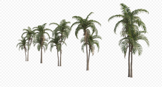 Palma de betel, nozes de betel, noz de areca, palma de areca, palma de noz de areca isolada, palmeira