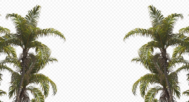 PSD palma de betel, nozes de betel, noz de areca, palma de areca, palma de noz de areca isolada, palmeira