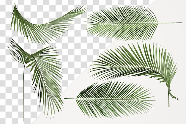 Palmblätter png tropische Aufkleber auf durchsichtigem Hintergrund