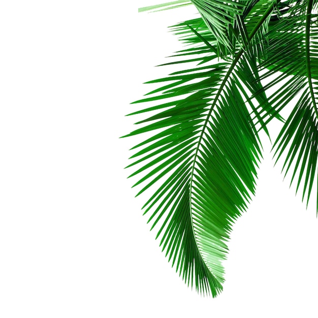 Palmblätter vor weißem Hintergrund