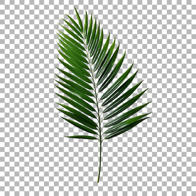 Palmblatt auf transparentem Hintergrund