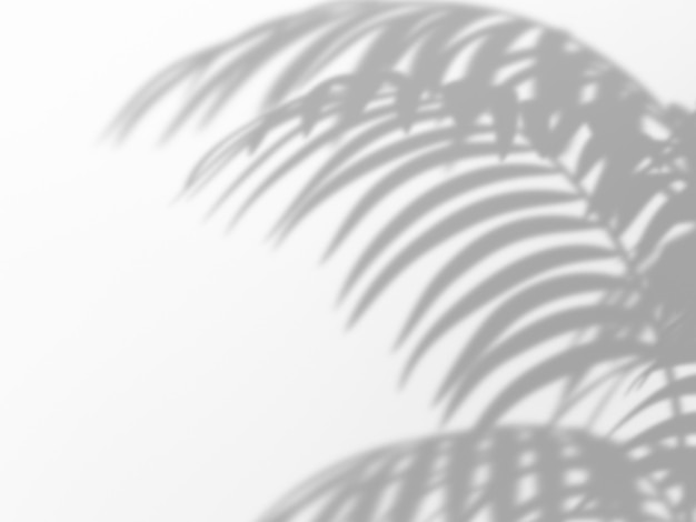 Palmblatt-Schatten auf weißem Hintergrund