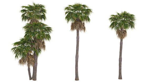 Palme e arbusti messicani in estate isolati su sfondo bianco Paesaggio forestale Maschera di taglio di alta qualità Foresta e fogliame verde