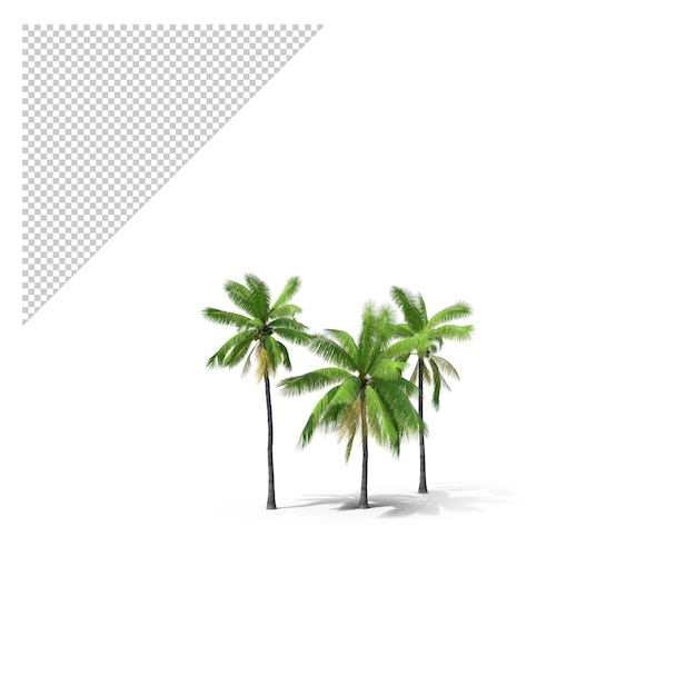 Palme PNG