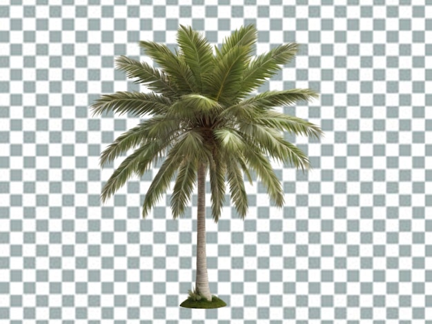 Palmeira de coco em renderização 3d isolada