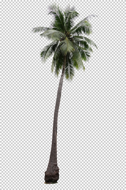 Palmeira de coco realista isolada