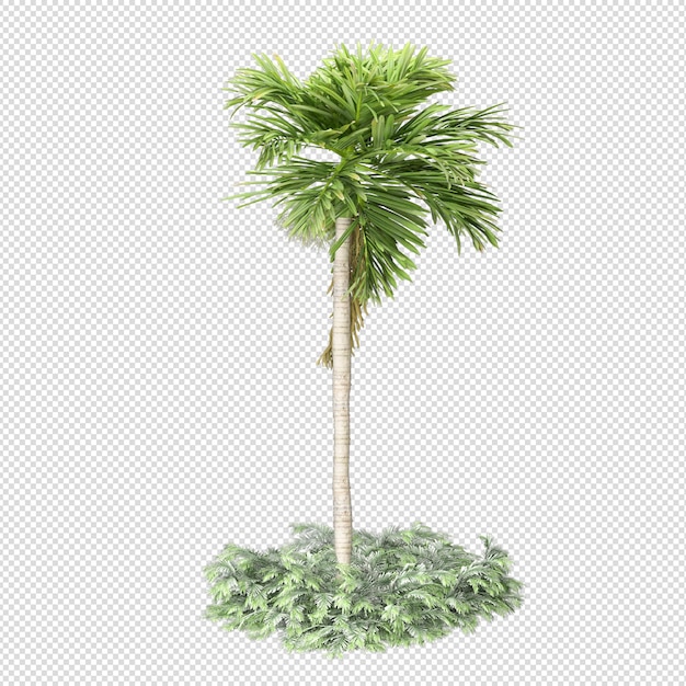 PSD palmeira tropical isolada em renderização 3d