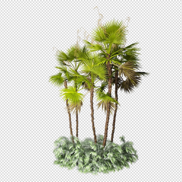 Palmeira tropical isolada em renderização 3d