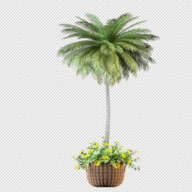 Palmeira tropical isolada em renderização 3d