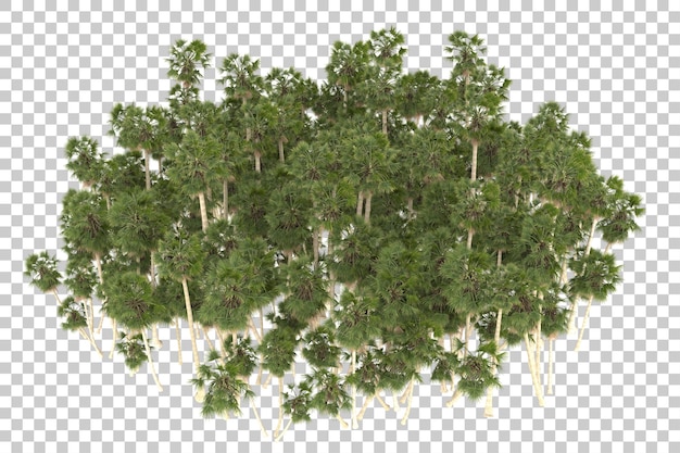 Palmen auf transparentem Hintergrund. 3D-Rendering - Abbildung