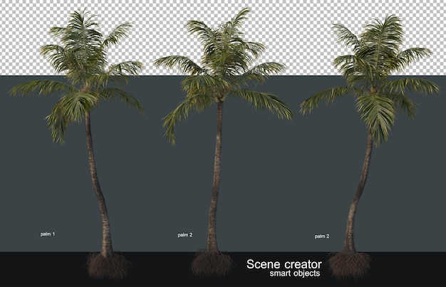 PSD palmen und kokospalmen in verschiedenen größen und formen.