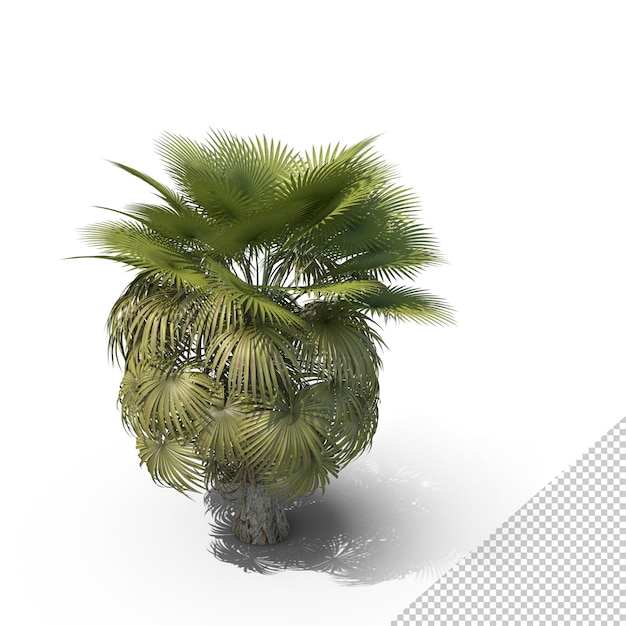 Palmengarten PNG
