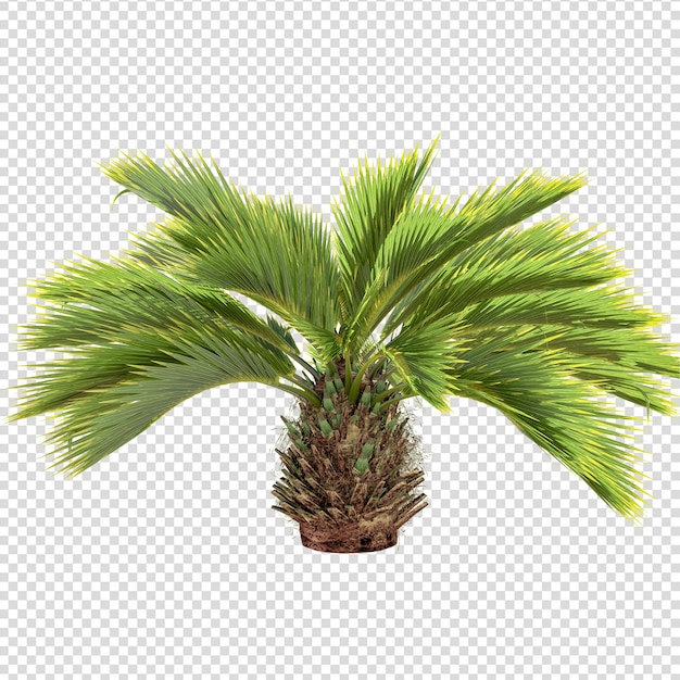 PSD palmera aislada