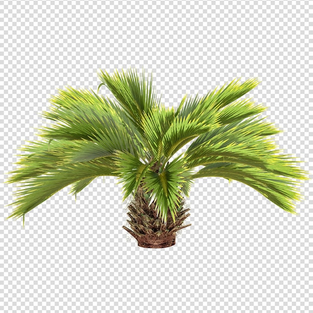 PSD palmera aislada