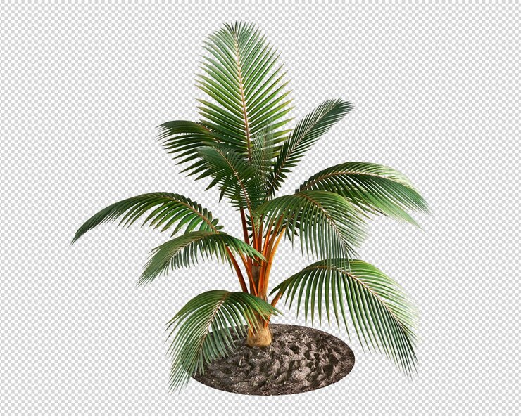 Palmera en un círculo con un agujero negro.