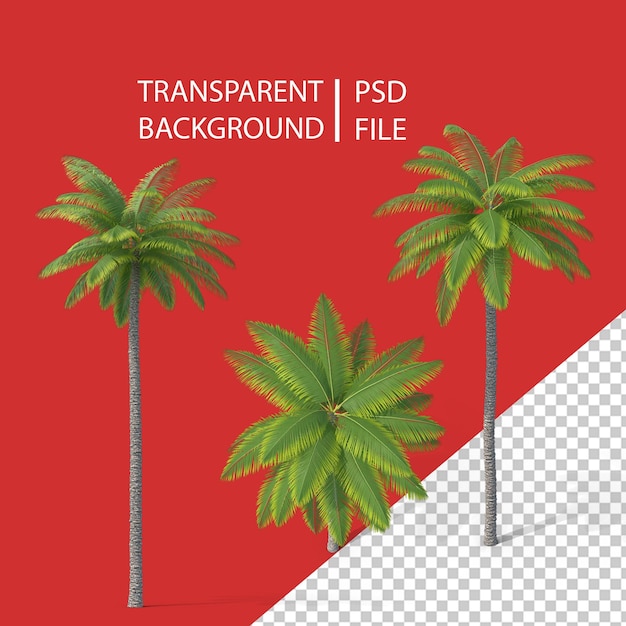 PSD palmera de coco png