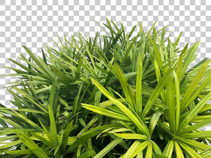 PSD la palmera de la dama