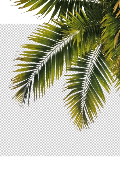 una palmera con un fondo blanco con una hoja de palma verde