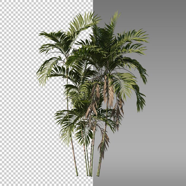 una palmera en un fondo transparente