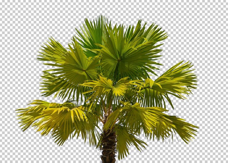 PSD palmera hoja palmera, una palmera, palmera png pngegg