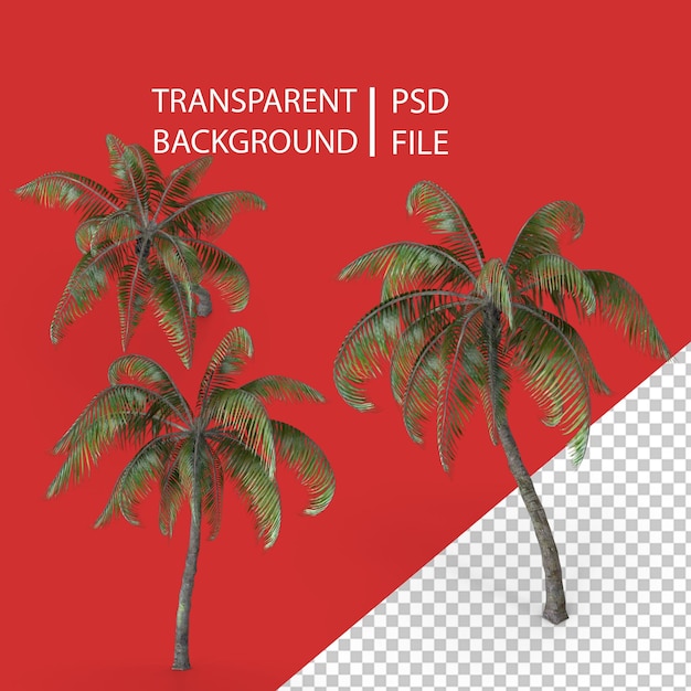 PSD palmera png