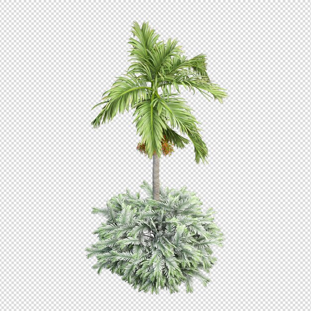 Palmera tropical aislada en renderizado 3d