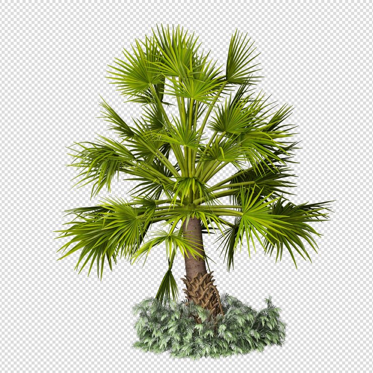 PSD palmera tropical aislada en renderizado 3d