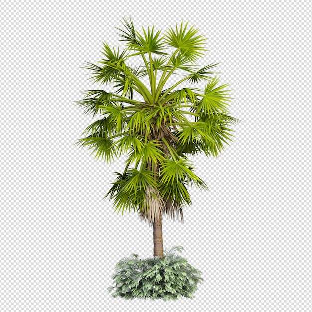 Palmera tropical aislada en renderizado 3d