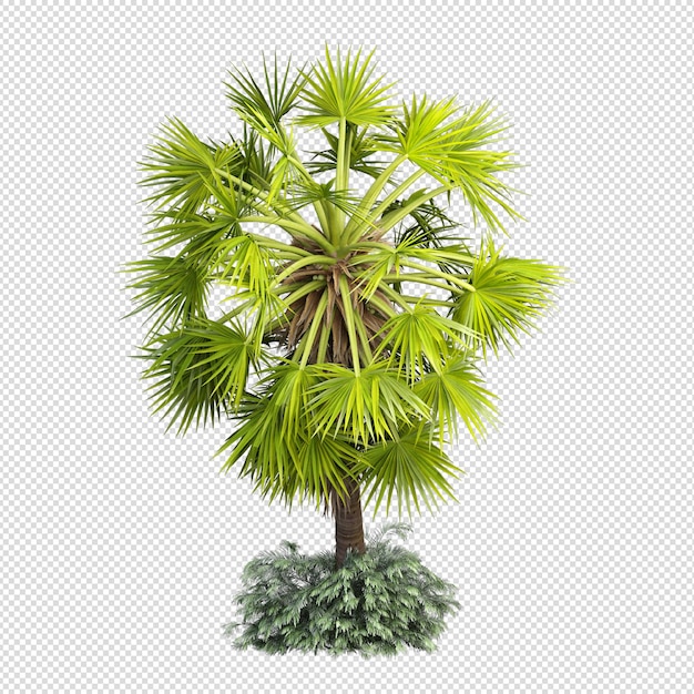 PSD palmera tropical aislada en renderizado 3d