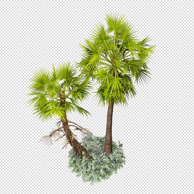 Palmera tropical aislada en renderizado 3d