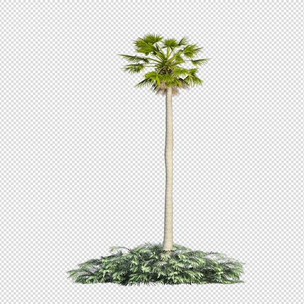 PSD palmera tropical aislada en renderizado 3d