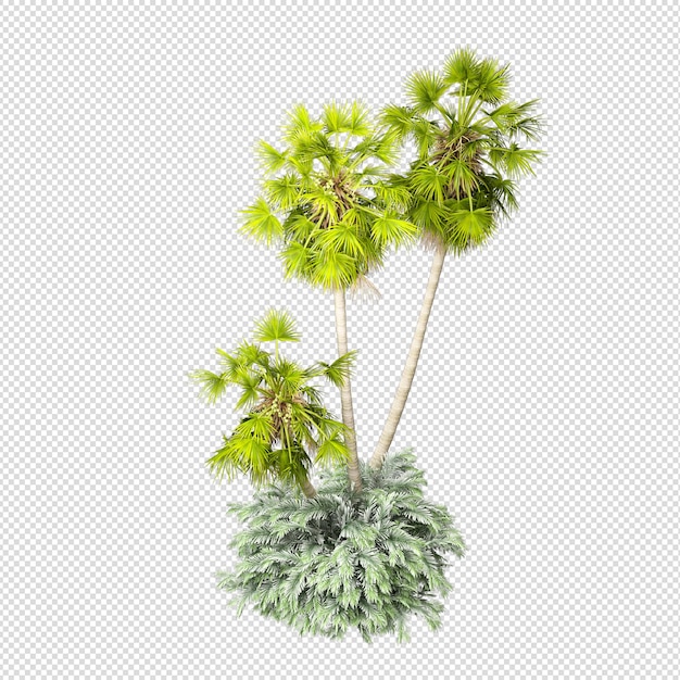 PSD palmera tropical aislada en renderizado 3d