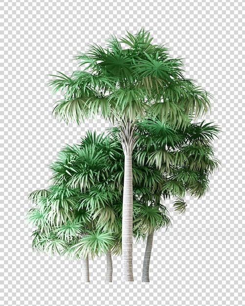 Palmera tropical en renderizado 3d