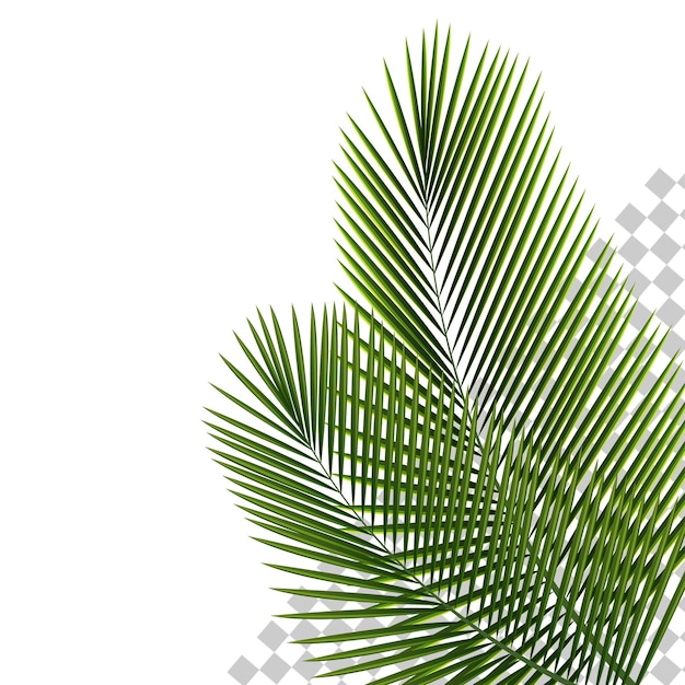 una palmera verde se muestra contra un fondo blanco