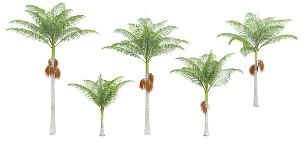 Palmeras Alexander con fondo transparente representación 3D para la ilustración