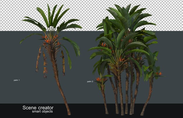 Palmeras y cocoteros de varios tamaños y formas.