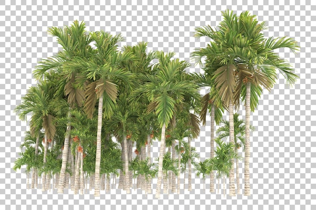 Palmeras sobre fondo transparente. Representación 3d - ilustración
